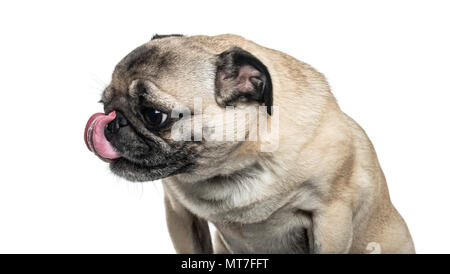 Le PUG dog licking nez contre fond blanc Banque D'Images