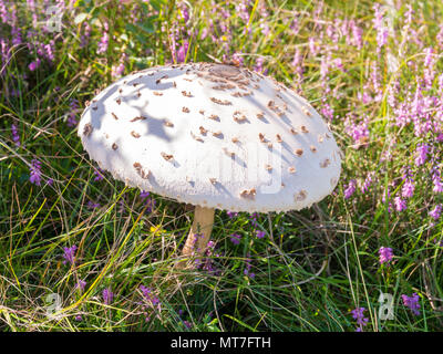 La maturité de la fructification, coulemelle, Macrolepiota procera, avec bouchon bombé entre purple heather, d'herbe et d'arbustes en août, Pays-Bas Banque D'Images