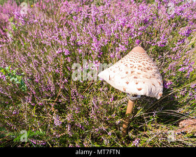 La fructification des jeunes, coulemelle Macrolepiota procera, et purple Heather et de l'herbe en août, Pays-Bas Banque D'Images