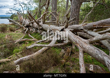 Arbre mort tombé sur les rives du Loch an Eilein près d'Aviemore dans le Parc National de Cairngorms, en Écosse, au Royaume-Uni. Banque D'Images