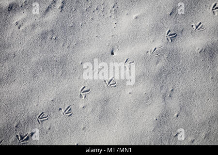 Les pistes d'oiseaux dans le sable à la plage de Bay of Fires, Tasmanie, Australie Banque D'Images