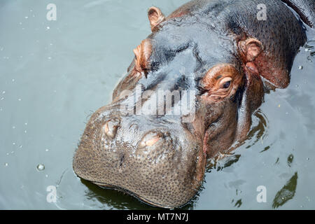 La tête d'un hippopotame close-up dans la piscine du zoo Banque D'Images