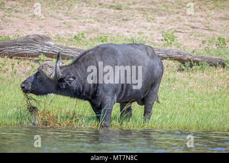 Buffle d'Afrique (Syncerus caffer). Bull, solitaire se nourrit de rhizomes de bord de l'eau de végétation. Banque D'Images