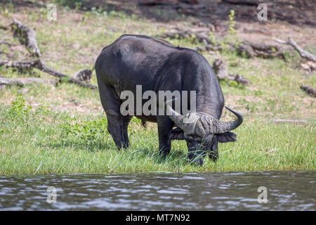 Buffle d'Afrique (Syncerus caffer). Taureau ou mâle. La consommation de céréales secondaires, d'herbes de bord de l'eau. Banque D'Images