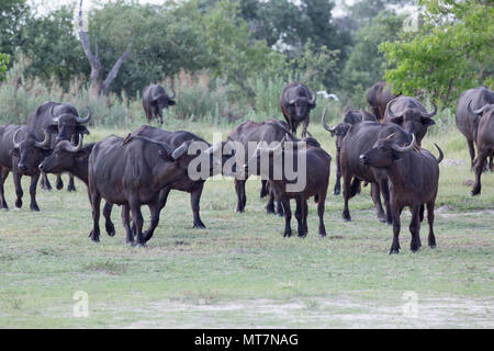 Buffle d'Afrique (Syncerus caffer). Une femme ou de vache. L'approche du troupeau de Woodland à trouver de l'eau. Manger des céréales secondaires, vieille herbe et, ce faisant, ils exposent le Banque D'Images