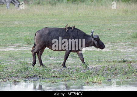 Buffle d'Afrique (Syncerus caffer). Une femme ou de vache. La marche à pied. À bec jaune (Oxpeckers Buphagus africanus), parasite externe une ​Taking chasseurs ride. Banque D'Images