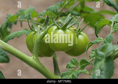 Le mûrissement des tomates vertes sur le bush à un allotissement en mai en Italie Banque D'Images