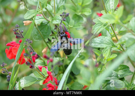 Abeille charpentière xylocopa violacea nom Latin se nourrissant de fleurs écarlates royal sage salvia ou bourdons-x jamensis près de fleurir en Italie au printemps Banque D'Images