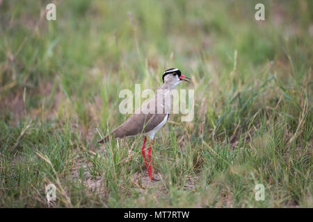 Pluvier couronné ou sociable (Vanellus coronatus). L'appel. Les réprimandes. Banque D'Images