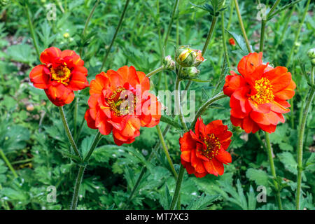 Geum Quellyon 'Feuerball' ou Geum Mme J. Bradshaw Banque D'Images