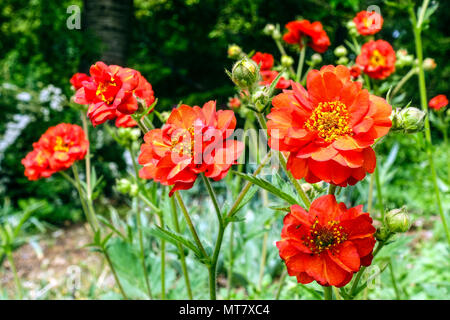 Geum Quellyon 'Feuerball' Scarlet avens, Double Bloody Mary, rose grecque Banque D'Images