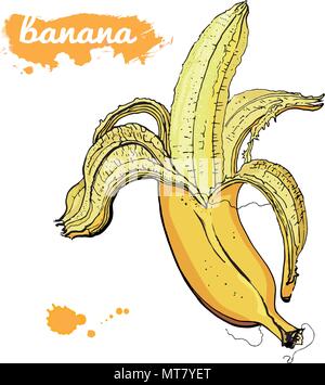 Sweet yellow banana fruit. Hand drawn vector illustration. Aquarelle splash et tombe avec l'inscription. Isolé sur fond blanc. Belle vintage design. Dessert végétalien sain, snack. Illustration de Vecteur