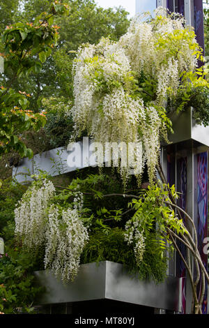 Wisteria floribunda Alba croissant sur les balcons dans le jardin d'eau Wuhan conçu par Laurie Chetwood et Patrick Collins à la RHS Chelsea Flower Show Banque D'Images