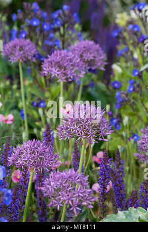 L'allium dans le Lemon Tree Trust jardin conçu par Tom Massey à la RHS Chelsea Flower Show 2018, Londres, Royaume-Uni Banque D'Images