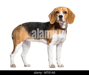 Chien Beagle standing against white background Banque D'Images