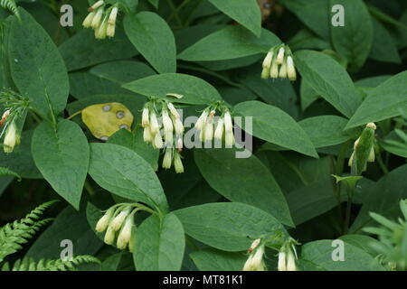 Symphytum officinale Consoude (commune) Banque D'Images