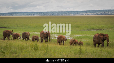 Famille d'éléphants au marais Banque D'Images