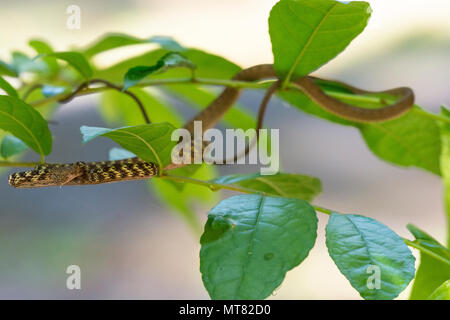 Speckle-Headed Ahaetulla fasciolata Whip (serpent) dans un arbre dans la forêt tropicale Phuket Thaïlande Banque D'Images