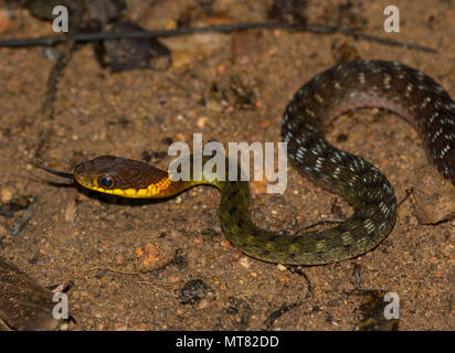 Rhabdophis murudensis (Speckle-Bellied Keelback) Phuket Thaïlande dans la forêt tropicale. Banque D'Images