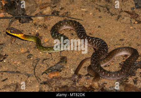 Rhabdophis murudensis (Speckle-Bellied Keelback) Phuket Thaïlande dans la forêt tropicale. Banque D'Images