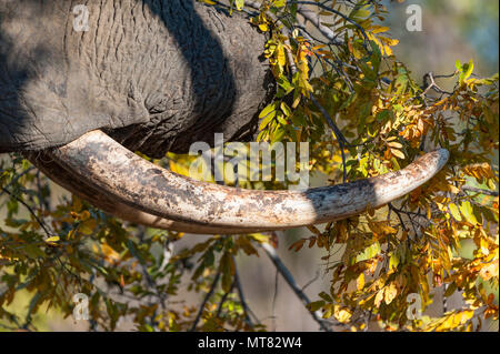 Un éléphant d'Afrique a vu manger des feuilles vertes luxuriantes au Zimbabwe. Banque D'Images