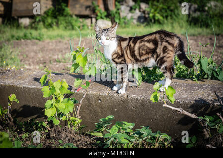 Magnifique jeune chat tigré en se promenant dans le jardin au coucher du soleil Banque D'Images