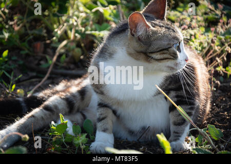 Chat posant dans l'herbe au coucher du soleil du jour Banque D'Images