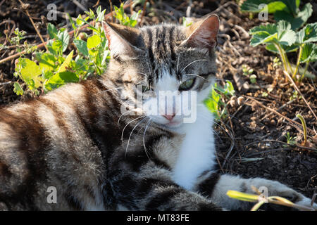 Beau jeune chat dans l'herbe au coucher du soleil au repos de la journée Banque D'Images