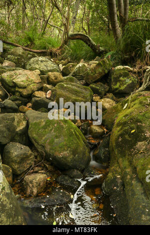 Rochers et végétation le long de la rivière squelette dans le jardin botanique de Kirstenbosch, Capetown, Afrique du Sud Banque D'Images