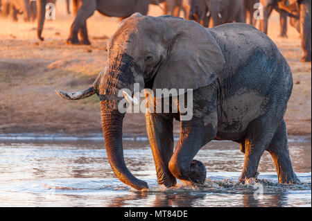 Un gros éléphant d'Afrique Loxodonta africana boissons à un étang dans le parc national de Hwange au Zimbabwe. Banque D'Images