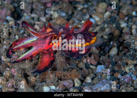 La seiche flamboyante (Metasepia pfefferi) affiche des couleurs vives qu'il nage. Détroit de Lembeh (Indonésie). Banque D'Images