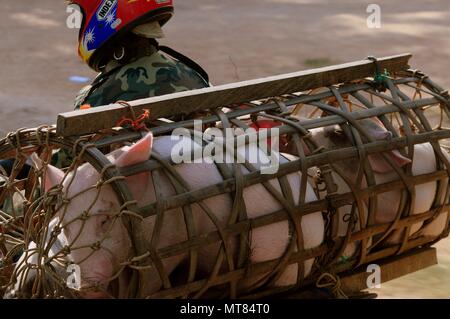 Agriculteur exerçant son cochon sur le dos d'une moto sur une route de campagne près de Siem Reap, Cambodge Banque D'Images
