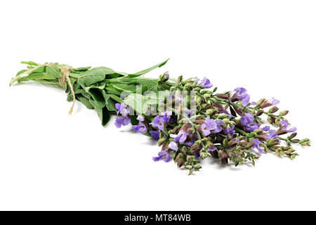 Bouquet de sauge isolé sur fond blanc Banque D'Images