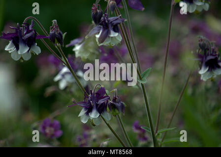 Fleurs d'ancolie aquilegia, européenne ou les ailes d'Ange Banque D'Images
