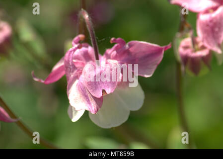 Fleurs d'ancolie aquilegia, européenne ou les ailes d'Ange Banque D'Images