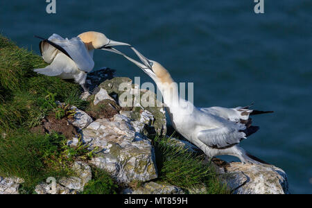 Paire de fous de Bassan (Morus bassanus) présentant un comportement agressif. Falaises de Bempton, East Yorkshire, UK. Banque D'Images