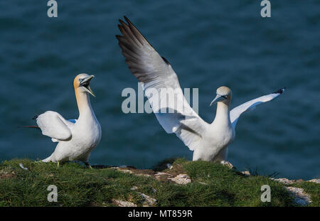 Paire de fous de Bassan (Morus bassanus) présentant un comportement agressif. Falaises de Bempton, East Yorkshire, UK. Banque D'Images