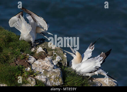Paire de fous de Bassan (Morus bassanus) présentant un comportement agressif. Falaises de Bempton, East Yorkshire, UK. Banque D'Images