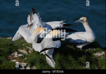 Paire de fous de Bassan (Morus bassanus) présentant un comportement agressif. Falaises de Bempton, East Yorkshire, UK. Banque D'Images