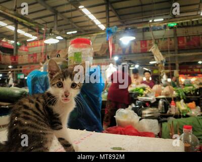 Chaton sur kiosque de légumes du marché à Hangzhou, Chine Banque D'Images