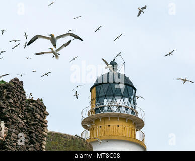 Gantets du Nord, Morus bassanus, volant autour de lanterne de phare, Bass Rock, East Lothian, Écosse, Royaume-Uni Banque D'Images