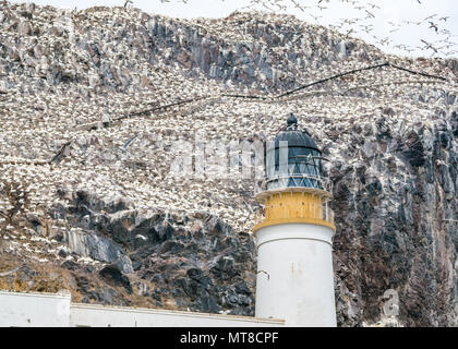 Masse de gnettes nicheuses du Nord, Morus bassanus, phare de Bass Rock, Écosse, Royaume-Uni Banque D'Images