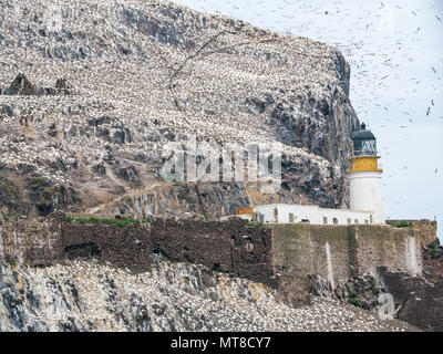 Masse de gnettes nicheuses du Nord, Morus bassanus, phare de Bass Rock, Écosse, Royaume-Uni Banque D'Images