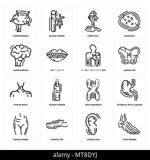 Ensemble de 16 icônes modifiable simple tels que les os du pied, oreille humaine, Toe, Pubis féminin, de l'estomac avec des liquides, Lymphonodus, le cerveau, le cou, le système d'approvisionnement en sang Illustration de Vecteur