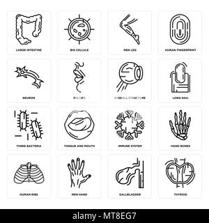 Ensemble de 16 icônes modifiable simple comme la thyroïde, la vésicule biliaire, les hommes de main, les côtes, côté os, gros intestin, neurone, trois bactéries, Eyeball Struc Illustration de Vecteur