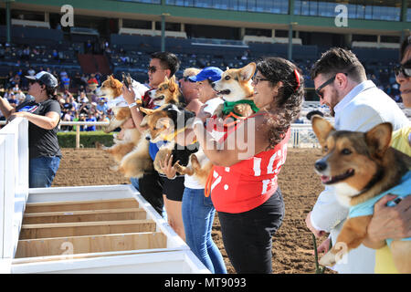 Arcadia, Californie, USA. 27 mai, 2018. Les propriétaires de chiens se préparent à mettre leurs chiens dans les blocs de course pour la course finale lors de la première assemblée annuelle tenue à ressortissants Corgi SoCal Santa Anita Park à Arcadia, en Californie. Une centaine de Corgis lutté l'un contre l'autre pour être le plus rapide avec les tours de qualification Corgi tenue à l'entrepiste gazonnée, et les demi-finales et finales, s'est tenue sur le cheval piste à Santa Anita Park. Credit : Sheri Deteman/Alamy Live News Banque D'Images