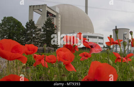 17 mai 2018, Wiesbaden, Allemagne : coquelicots rouges poussent sur les terrains de la centrale nucléaire de Biblis (APM). La centrale est une partie de l'énergie RWE et de groupe seront démantelés dans les décennies à venir. Photo : Boris Roessler/dpa Banque D'Images