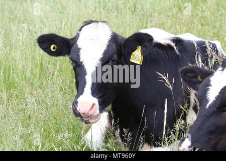 Brighton,UK,29 mai 2018,après une chaude bank holiday weekend les orages sont prévus à Brighton. Au cours de la Surrey Downs Hills vaches établir entre les les précipitations. Ciels sombres indiquent les prochaines tempêtes.Credit : Keith Larby/Alamy Live News Banque D'Images