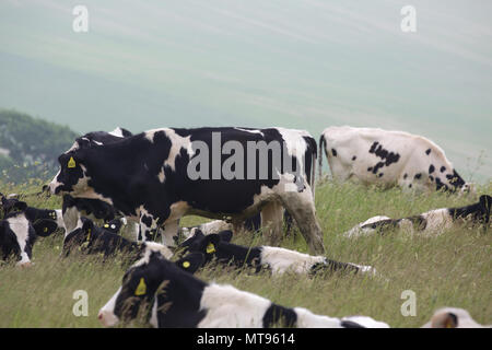 Brighton,UK,29 mai 2018,après une chaude bank holiday weekend les orages sont prévus à Brighton. Au cours de la Surrey Downs Hills vaches établir entre les les précipitations. Ciels sombres indiquent les prochaines tempêtes.Credit : Keith Larby/Alamy Live News Banque D'Images