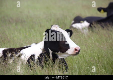 Brighton,UK,29 mai 2018,après une chaude bank holiday weekend les orages sont prévus à Brighton. Au cours de la Surrey Downs Hills vaches établir entre les les précipitations. Ciels sombres indiquent les prochaines tempêtes.Credit : Keith Larby/Alamy Live News Banque D'Images